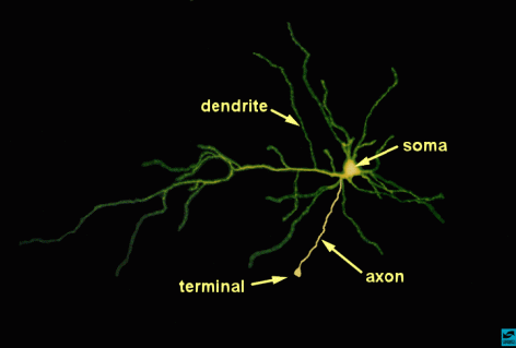 Neurons generate messages that travel between cells in the brain.